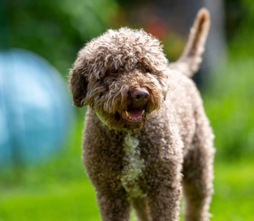 lagotto romagnolo rasa