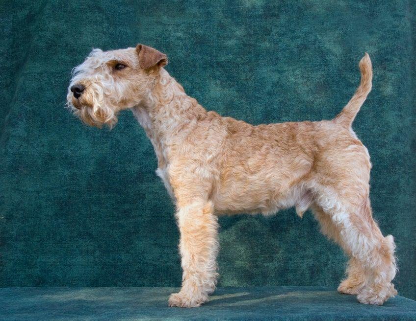 lakeland terrier opis rasy