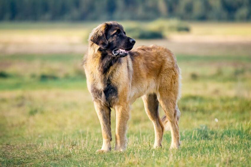 leonberger
