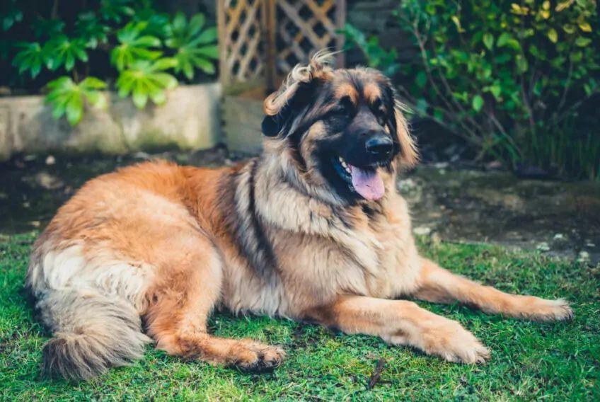 leonberger