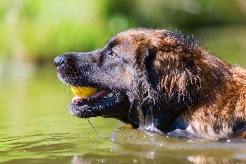 leonberger