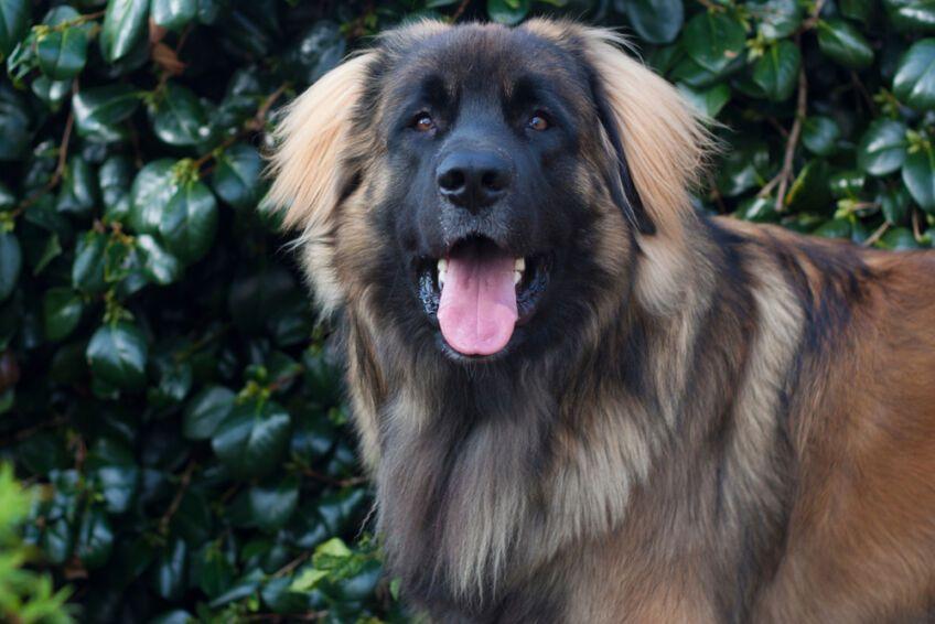 leonberger