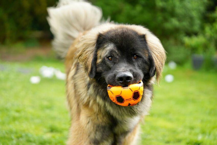 leonberger