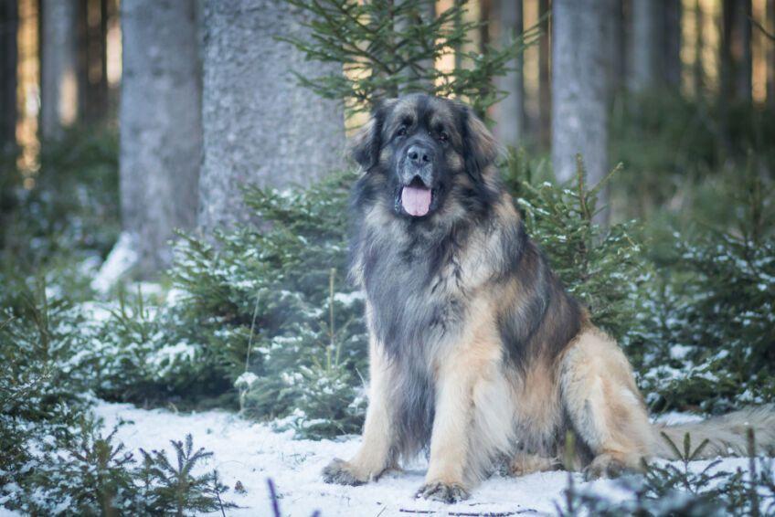 leonberger