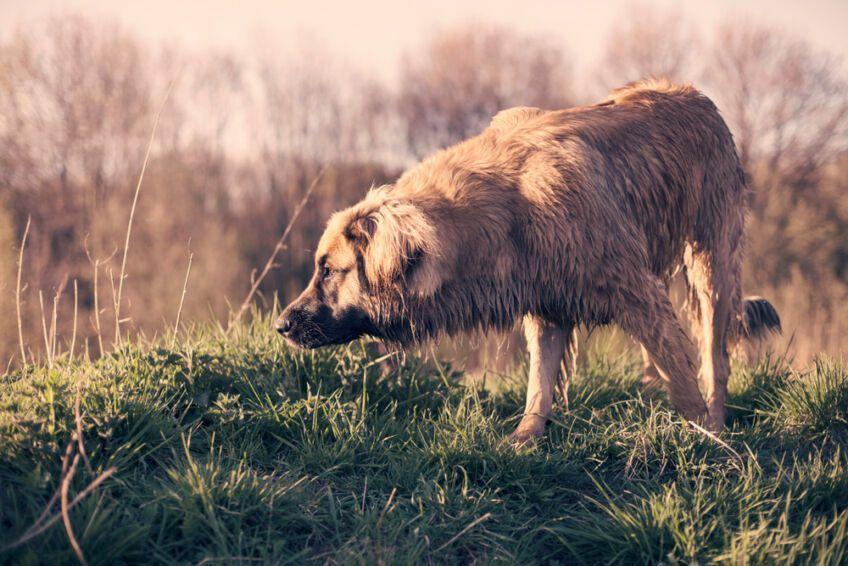 leonberger