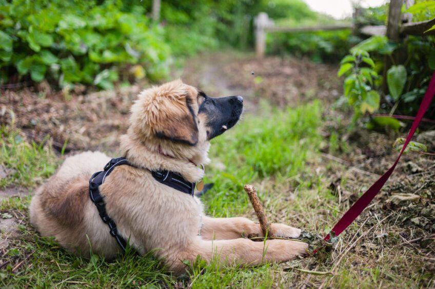 leonberger