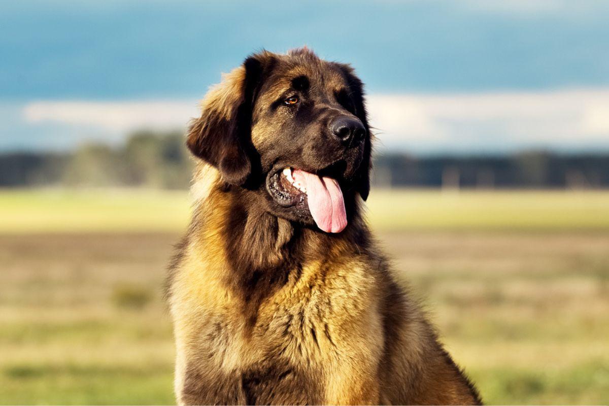 leonberger