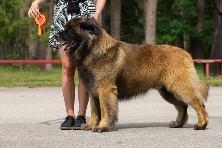 leonberger