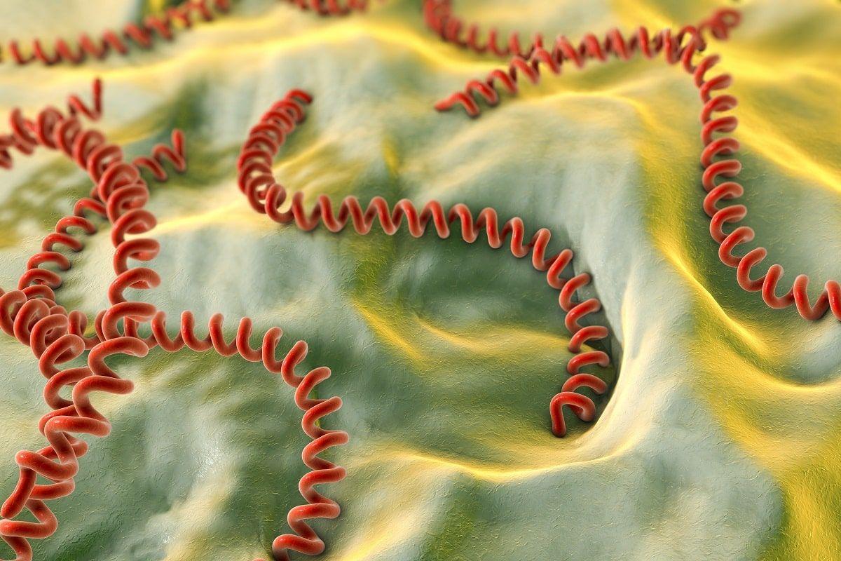 leptospiroza u psa