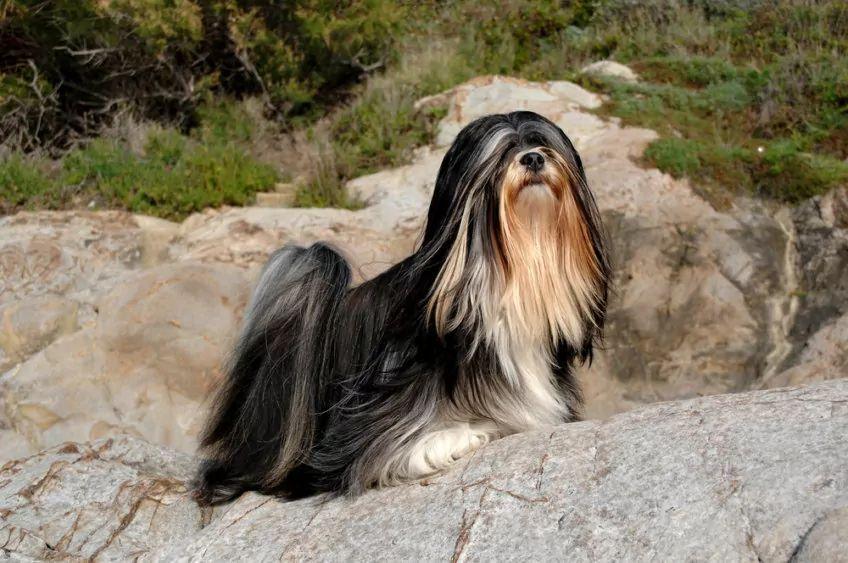 Czarno-biały lhasa apso pozujący na skałach