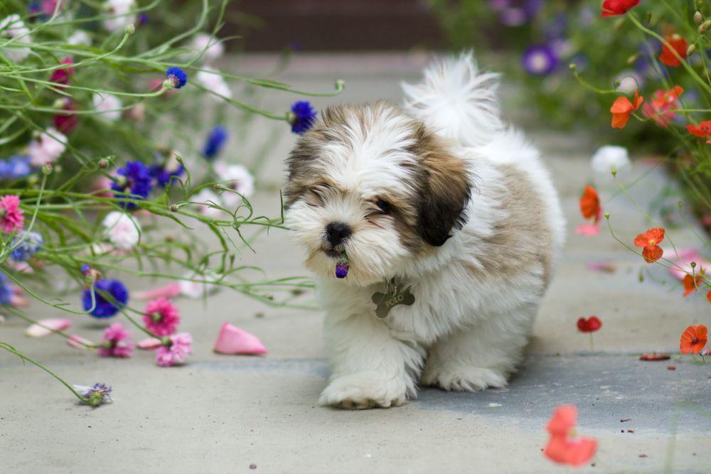 lhasa apso 11.jpg