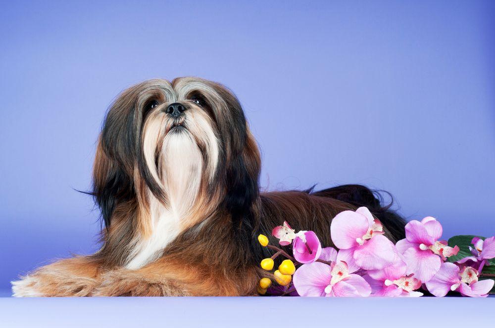 lhasa apso 12.jpg