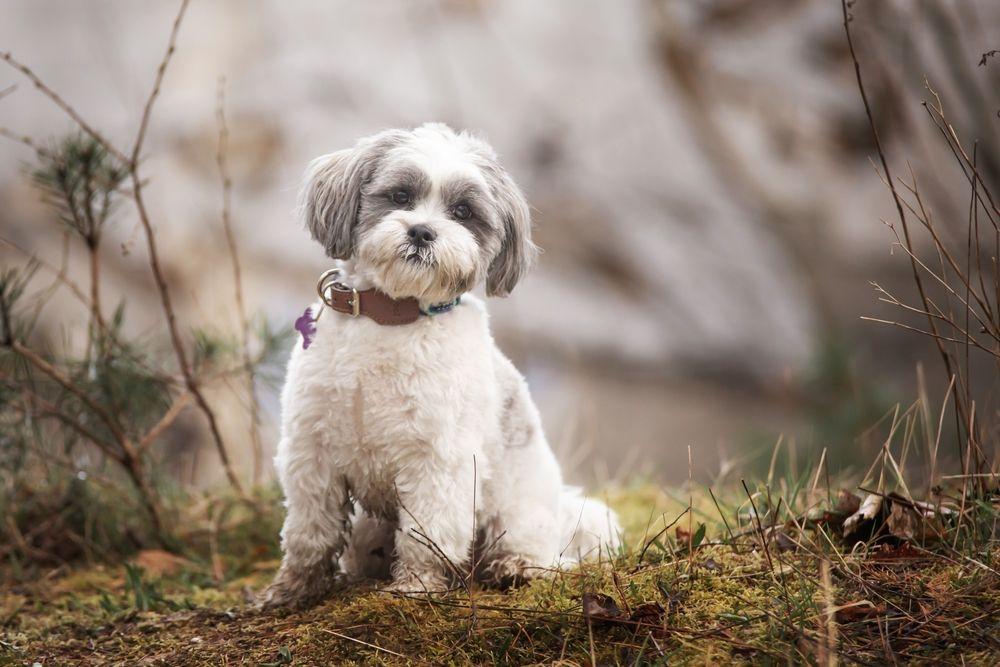 lhasa apso 13.jpg