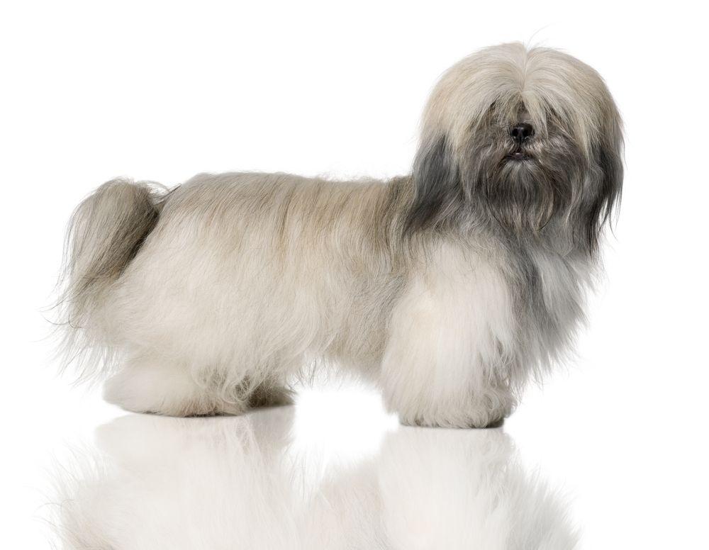 lhasa apso 3.jpg