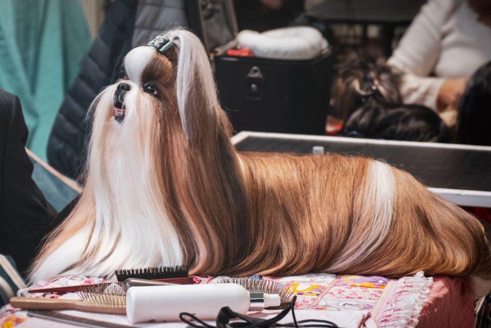 lhasa apso 4.jpg