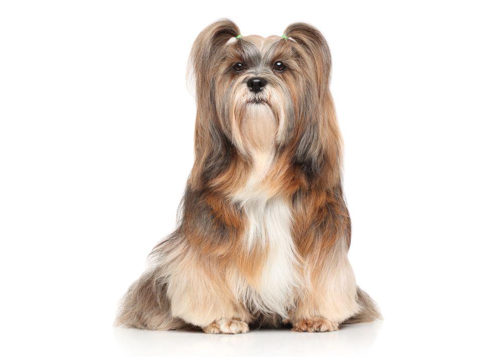 lhasa apso 5.jpg