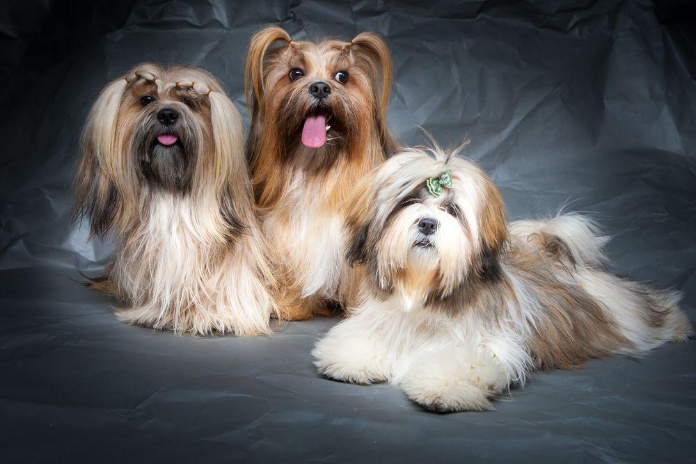 lhasa apso 6.jpg