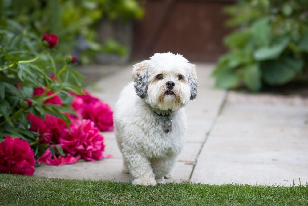 lhasa apso 7.jpg