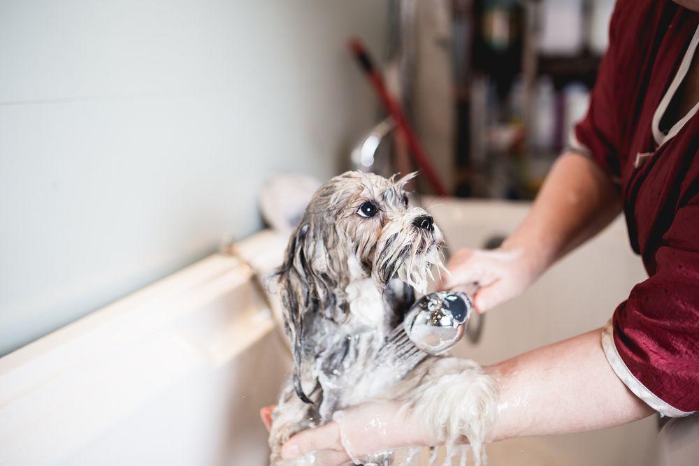 lhasa apso 8.jpg