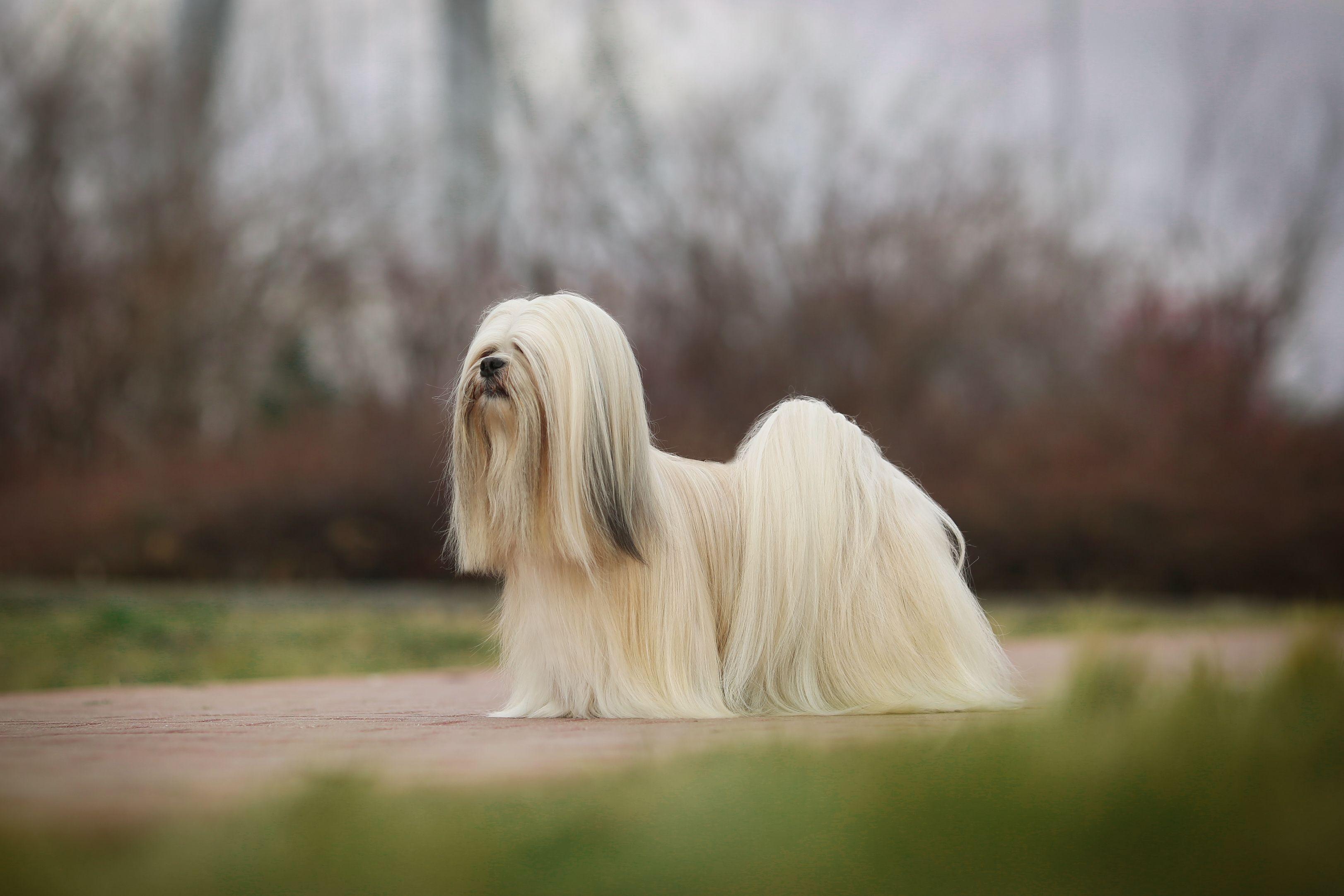 lhasa apso