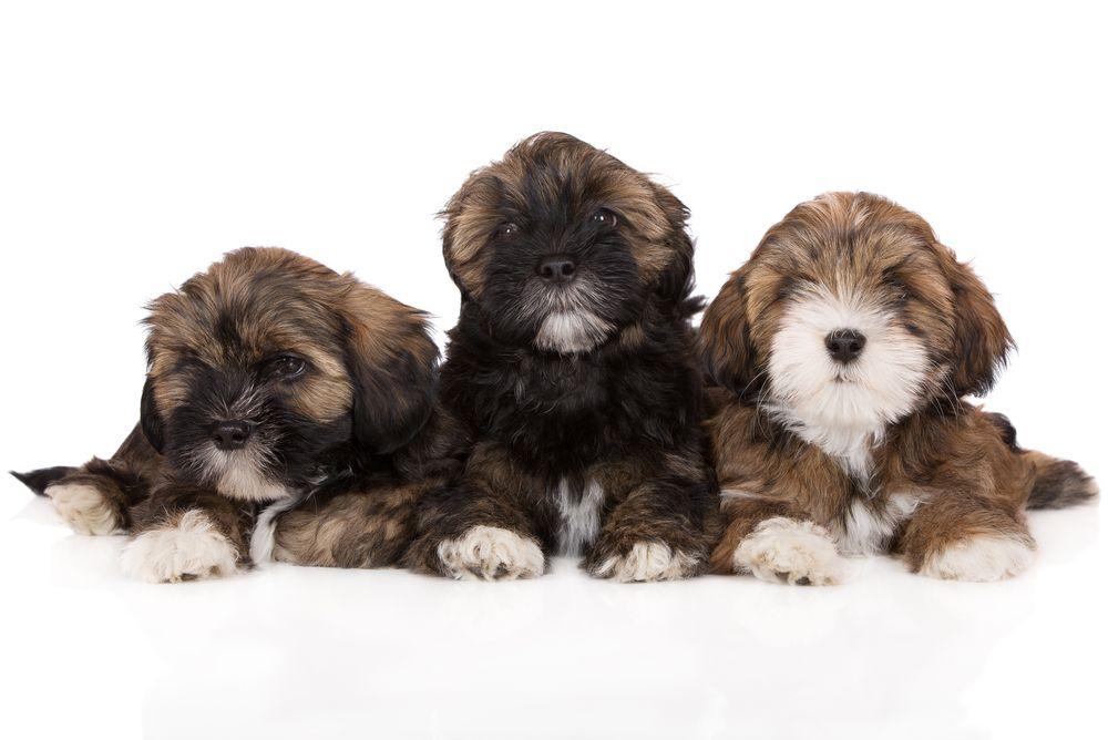 lhasa apso.jpg