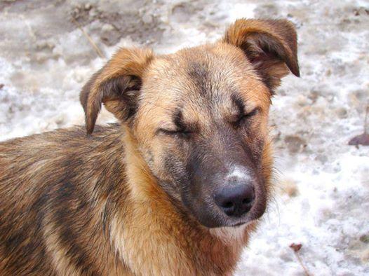 lizzie_przed_adopcja.jpg