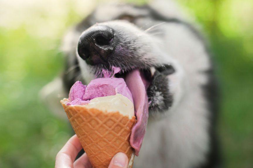 lody dla psa