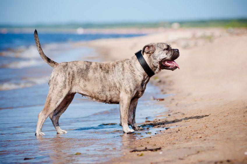 Dog z Majorki nad wodą 