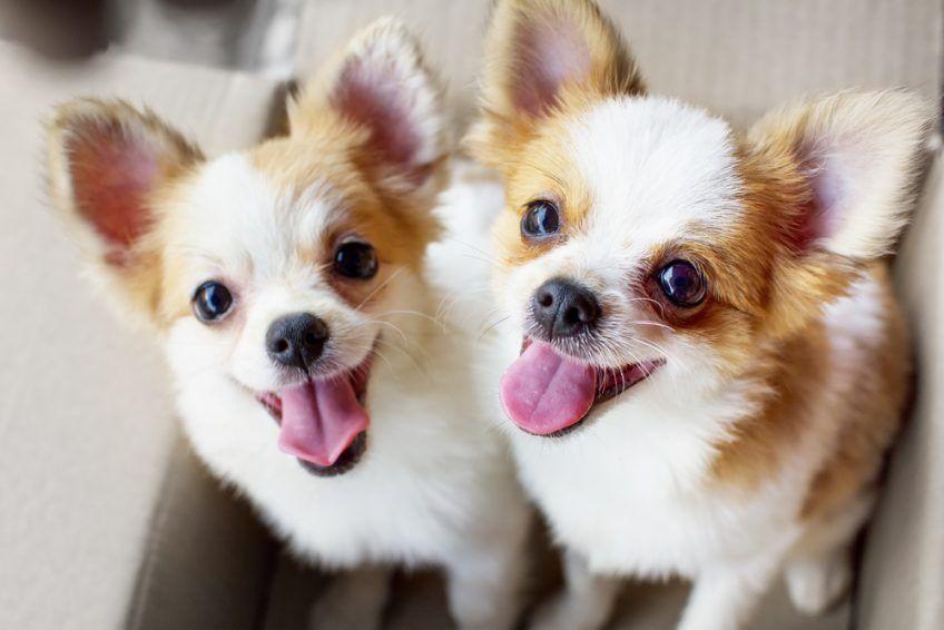 psy rasy Chihuahua
