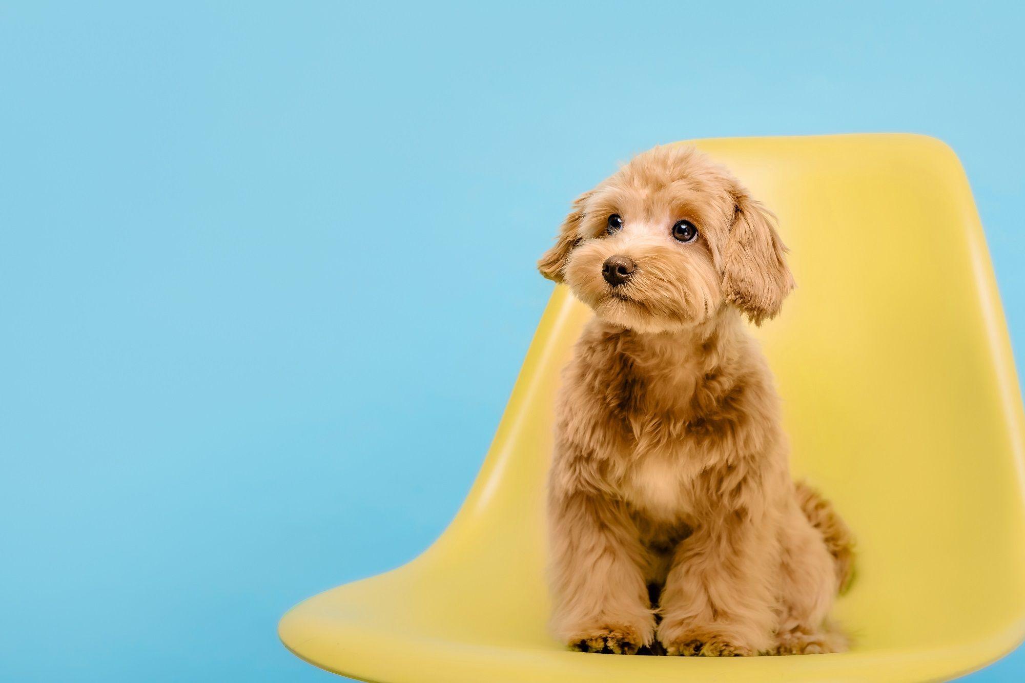 maltipoo