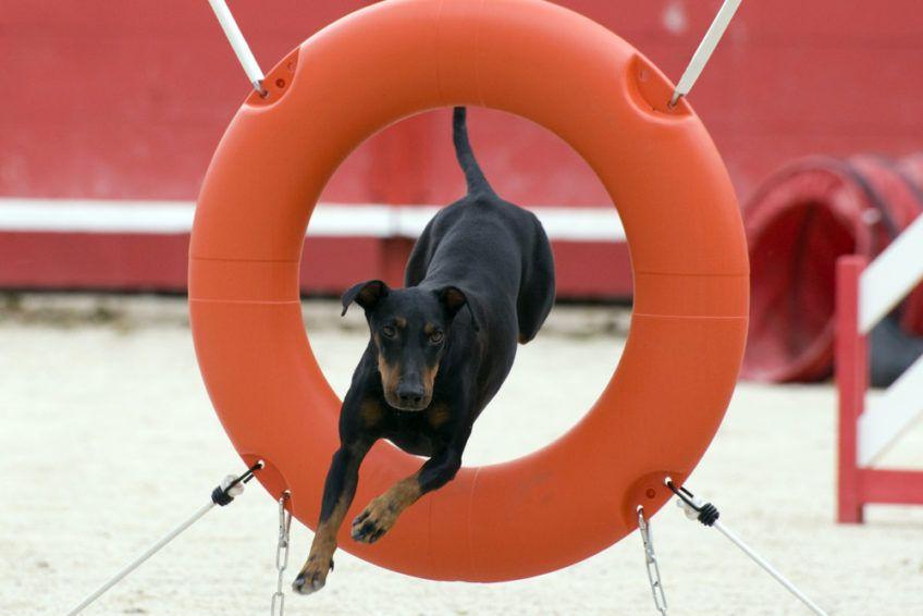 Manchester terrier skaczący przez oponę na agility