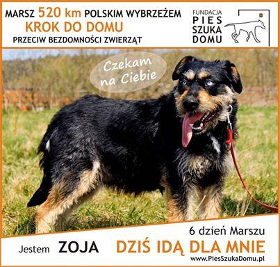 marsz_pies_do_adopcji_6.jpg