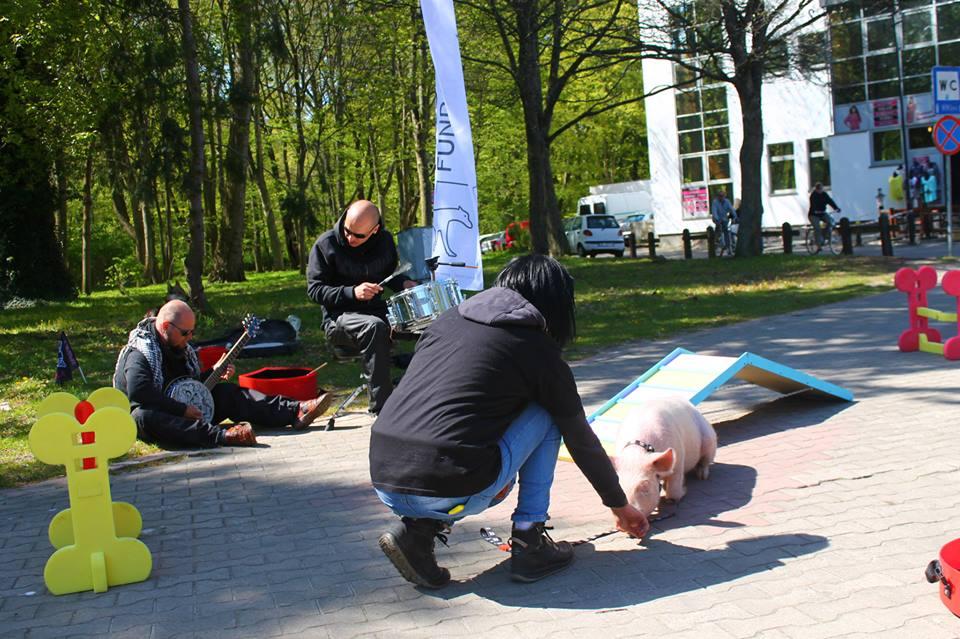 marsz_popisy_swinki_i_koncert_n.jpg