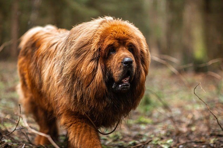 mastiff stróżujący-min.jpg