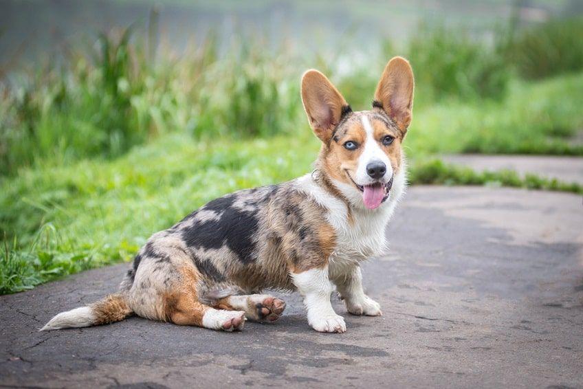 merle corgi-min.jpg