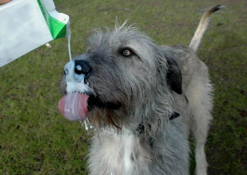 Czy psy mogą pić mleko