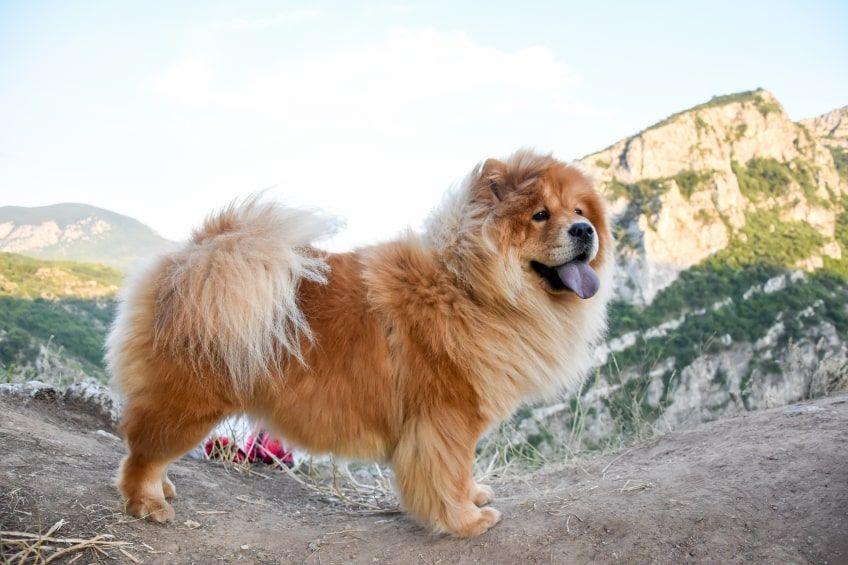 najdroższe psy świata chow chow