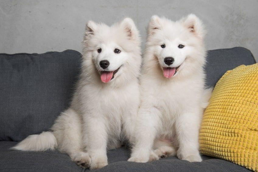 najdroższe psy świata samojed