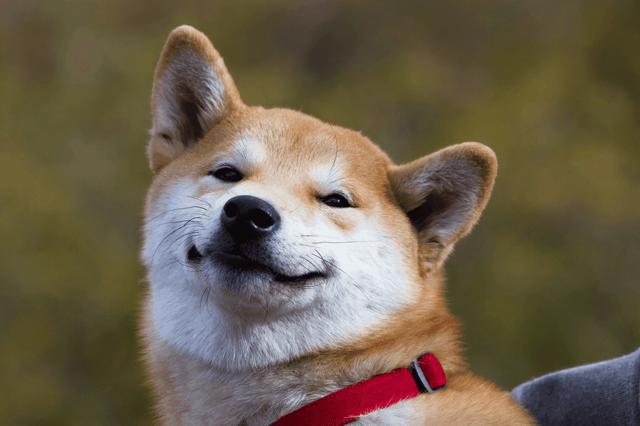 najzdrowsze rasy psow shiba