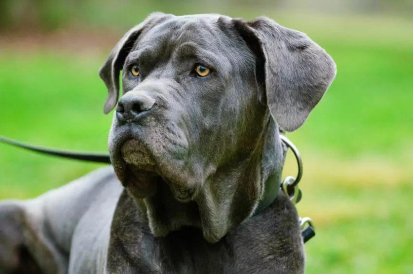 mastino napoletano