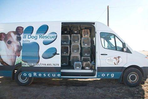 dog rescue