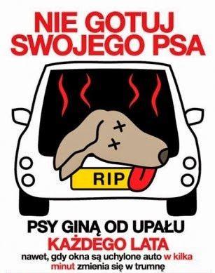 nie-gotuj-swojego-psa.jpg