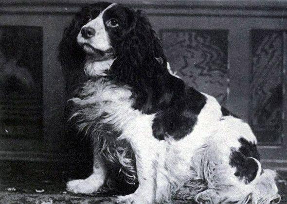 Norfolk spaniel