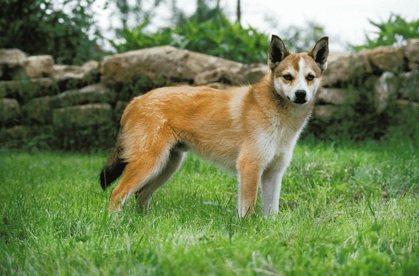 norweski lundehund