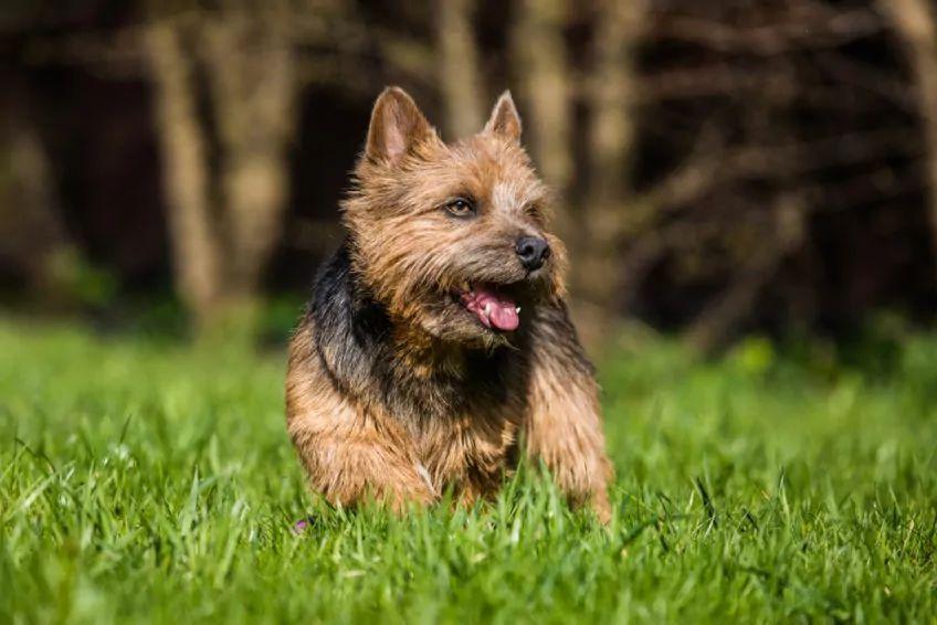 podpalany norwich terrier