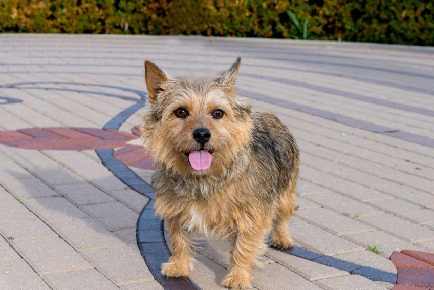 norwich terrier na spacerze