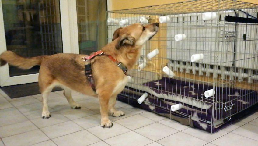 nosework
