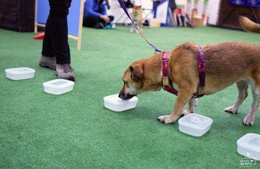 nosework