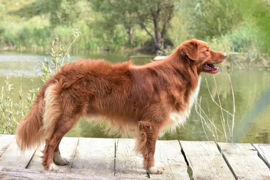 Nova scotia duck tolling retriever