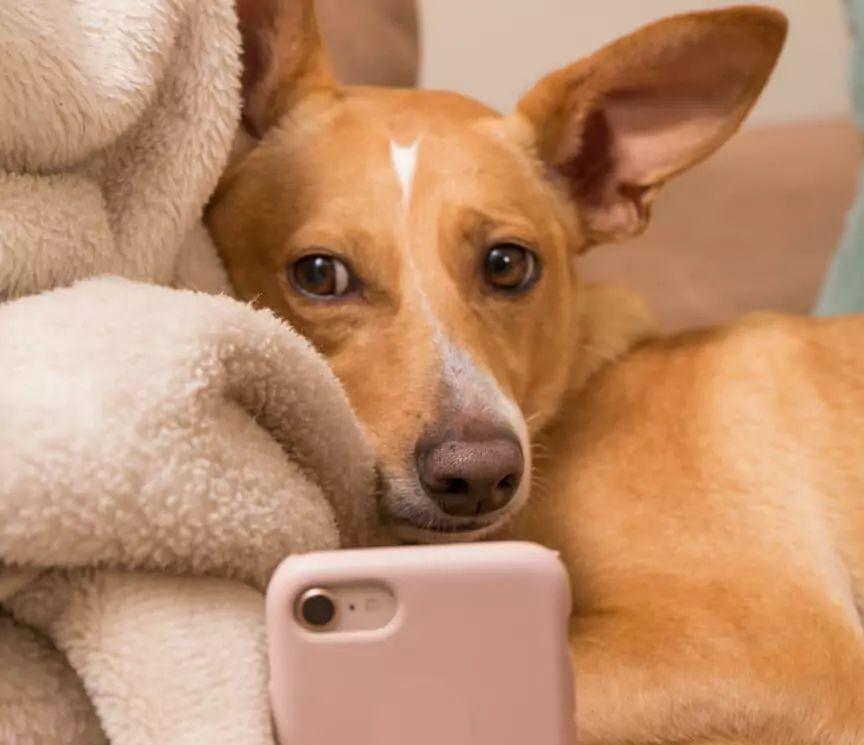 telefon dla psa